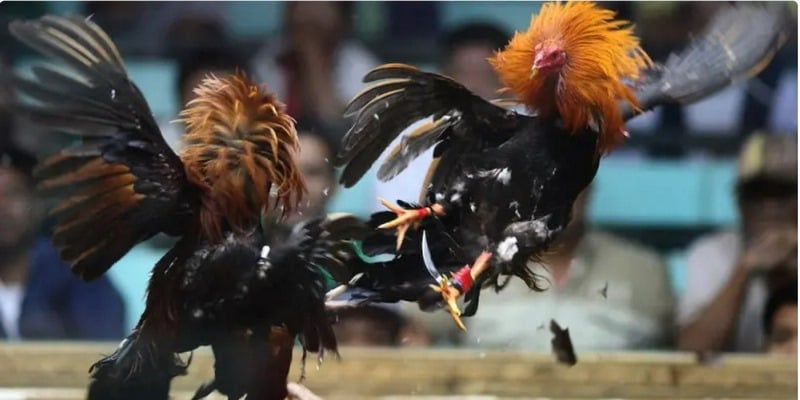 app da ga truc tiep nhieu tien ich