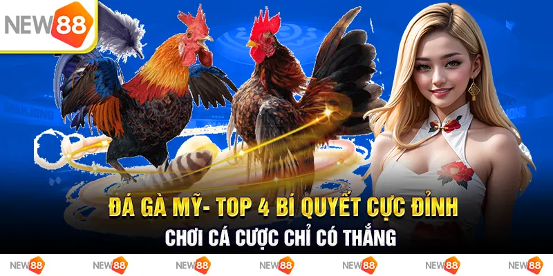Đá gà mỹ- top 4 bí quyết cực đỉnh chơi cá cược chỉ có thắng