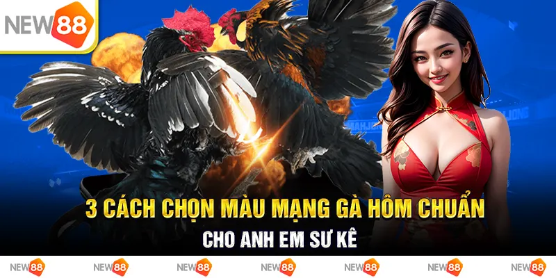 3 cách chọn màu mạng gà đá hôm nay chuẩn cho anh em sư kê 1 3 cách chọn màu mạng gà hôm chuẩn cho anh em sư kê