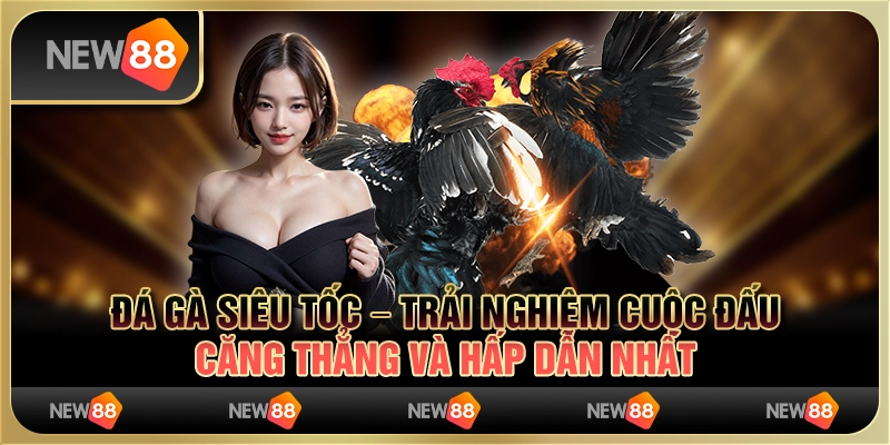 Đá gà siêu tốc – trải nghiệm cuộc đấu căng thẳng và hấp dẫn nhất