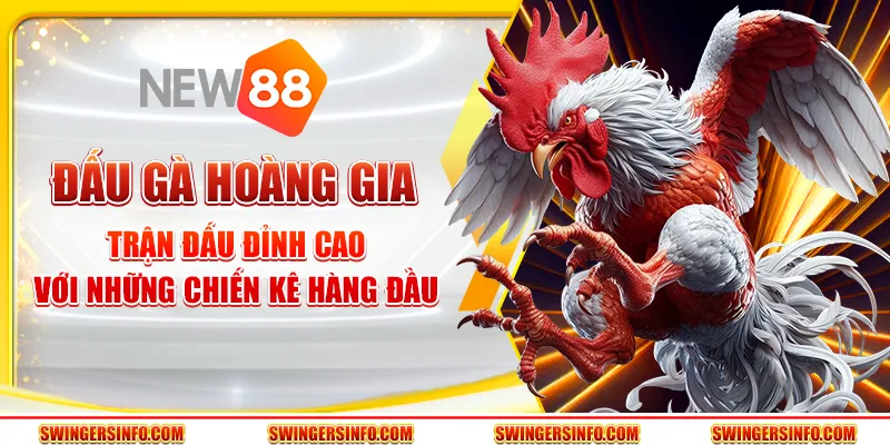 Đấu gà hoàng gia – Trận đấu đỉnh cao với chiến kê hàng đầu