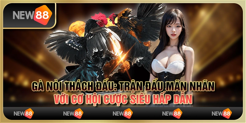 Gà nòi thách đấu: trận đấu mãn nhãn với cơ hội cược siêu hấp dẫn 1 Gà nòi thách đấu: trận đấu mãn nhãn với cơ hội cược siêu hấp dẫn