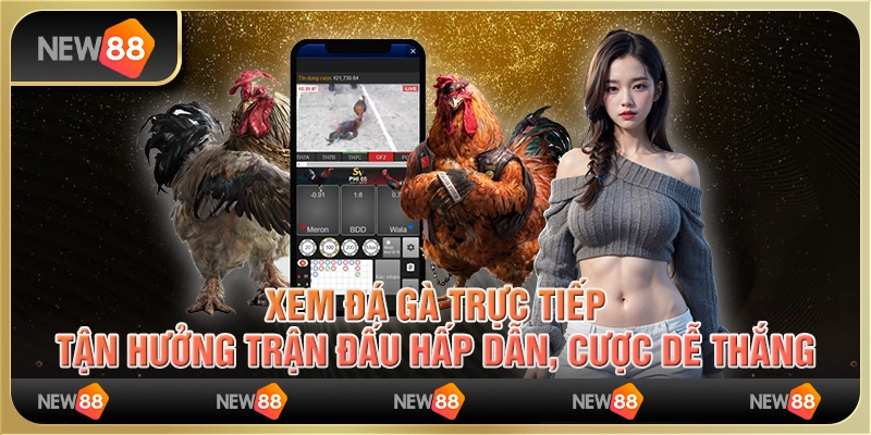 Xem đá gà trực tiếp, tận hưởng trận đấu hấp dẫn, cược dễ thắng 7 Xem đá gà trực tiếp, tận hưởng trận đấu hấp dẫn, cược dễ thắng