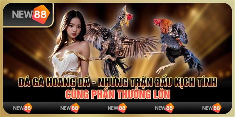 Đá gà hoang dã - những trận đấu kịch tính cùng phần thưởng lớn 1 Đá gà hoang dã - những trận đấu kịch tính cùng phần thưởng lớn