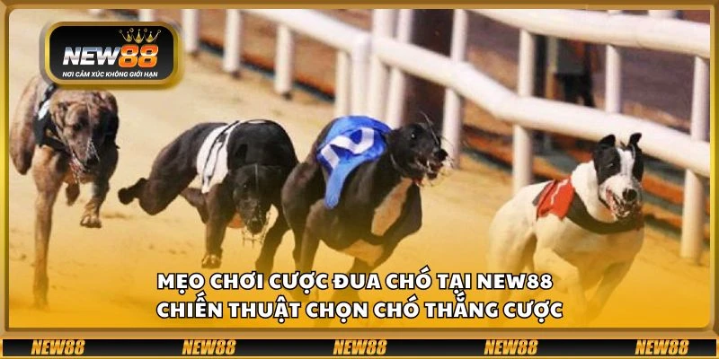Mẹo chơi cược đua chó tại New88 - Chiến thuật chọn chó thắng cược